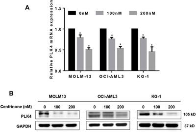 Effects of the PLK4 inhibitor Centrinone on the biological behaviors of acute myeloid leukemia cell lines